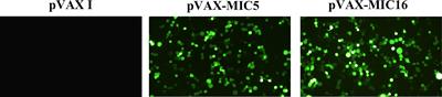 Protective Immunity Induced by TgMIC5 and TgMIC16 DNA Vaccines Against Toxoplasmosis